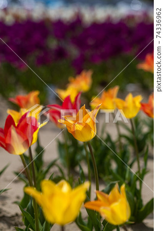 Light in heart, light in body, running around the flowering land 74336962