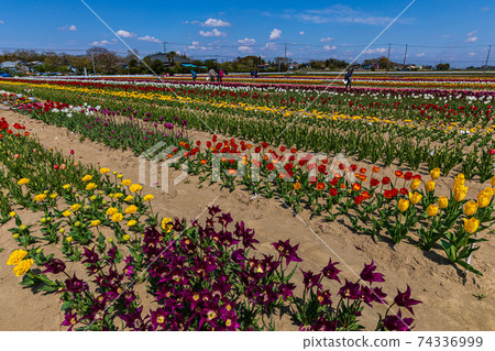 心中有光，身體中有光，在開花的土地上奔跑 74336999