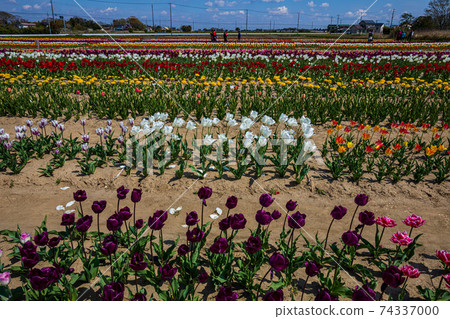 Light in heart, light in body, running around the flowering land 74337000