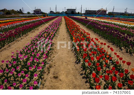 Light in heart, light in body, running around the flowering land 74337001