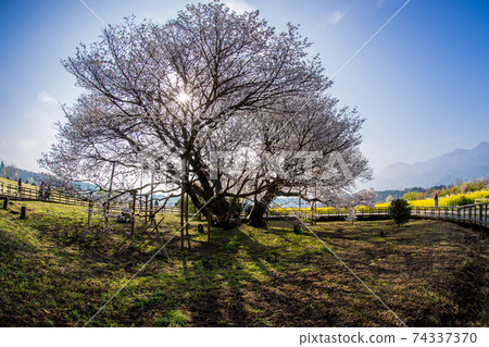 麻生Isshingyo櫻花 74337370