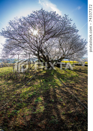 Isshingyo Sakura in Aso 74337372