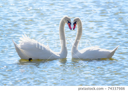 swans heart photography