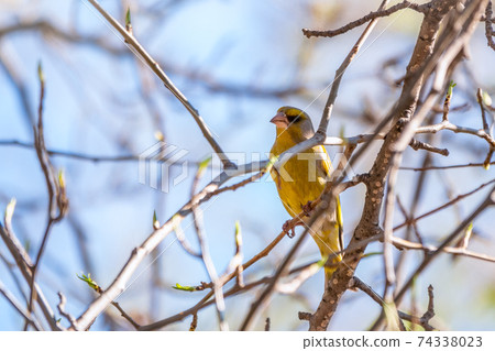 Green and yellow songbird, The European greenfinch sitting on a branch in spring. 74338023