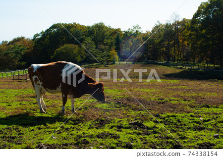 那須市南丘岡牧場的風景 74338154
