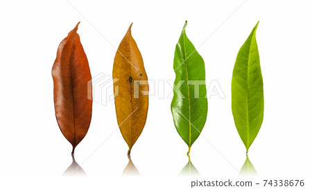 Autumn leaves isolated 74338676