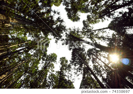 Cedar forest 74338697