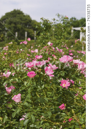 玫瑰花園裡盛開著粉紅色的玫瑰花。這朵玫瑰的名字叫Bingo Maidiland。 74338735