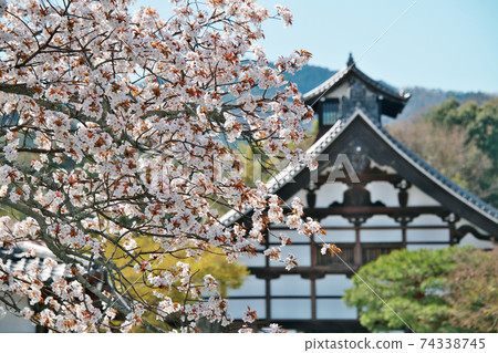 Cherry blossoms in full bloom in the precincts of Tenryuji Temple: Kyoto City 74338745
