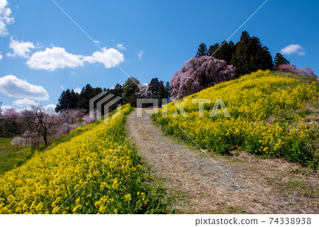 Weeping cherry blossoms on the Nihonmatsu battlefield 74338938