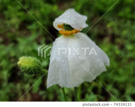 雨中的白花 74339131