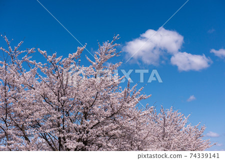 Beniya Pass Senbonzakura (Date City, Fukushima Prefecture) 74339141