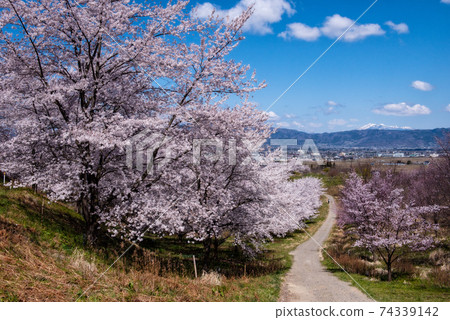 Beniya Pass Senbonzakura (Date City, Fukushima Prefecture) 74339142