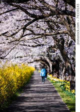 Shiroishi River bank Ichimoku Senbonzakura (Ogawara) Shiroishi River bank Ichimoku Senbonzakura (Ogawara) 74339143