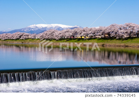 Shiroishi River bank Ichimoku Senbonzakura (Ogawara) Shiroishi River bank Ichimoku Senbonzakura (Ogawara) 74339145