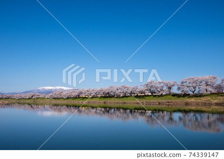 白石河岸市市千本櫻（小河原市） 74339147