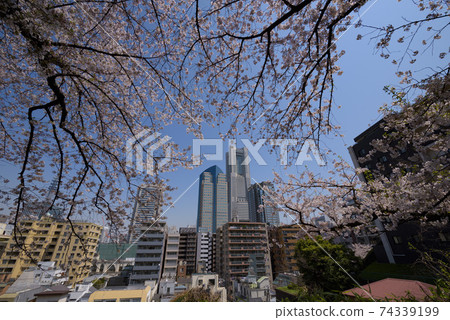 從鴨門山公園眺望Minatomirai建築物和櫻花 74339199