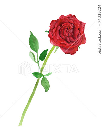 Roza × hybrids watercolor illustration of red roses 74339224