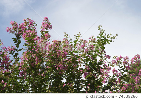The crape myrtle tree is in bloom with pink flowers. 74339266