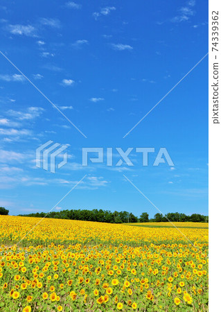 Hokkaido summer blue sky and sunflower field 74339362