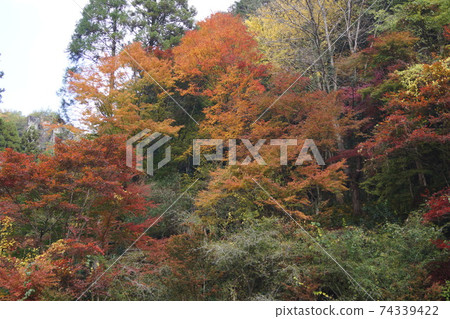 大分縣中津市矢場町新葉谷峽的秋葉 74339422