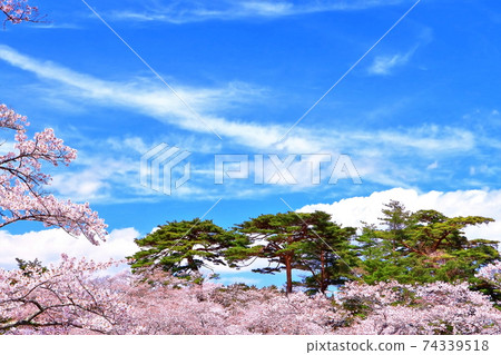 藍天,松樹和吉野櫻花盛開 藍天,松樹和吉野櫻花盛開 74339518