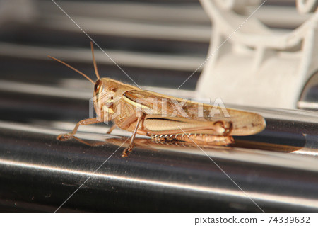 Brown migratory locust 74339632