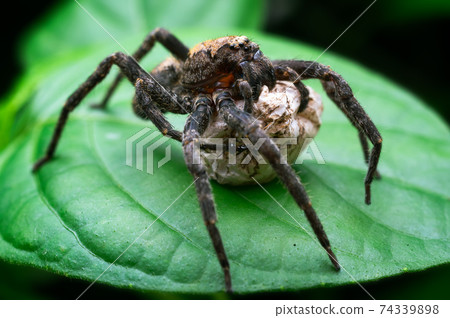 spider with eggs. 74339898
