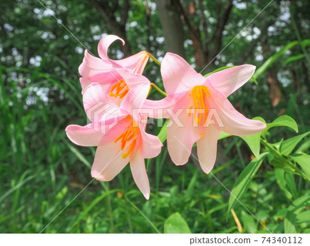 百合花 百合花 74340112