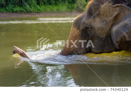 Elephant Swim 74340129