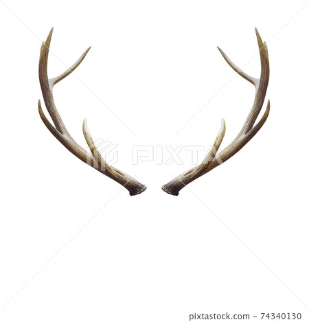 deer horns. 74340130