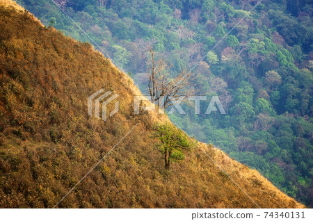 Dead or alive tree. 74340131