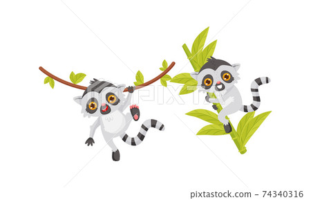 Cute Lemur as Primate with Long Striped Tail Swinging on Liana Vector Set Cute Lemur as Primate with Long Striped Tail Swinging on Liana Vector Set 74340316