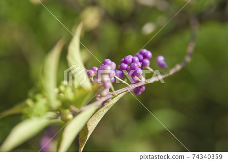 The early amethyst tree bears purple fruits. 74340359