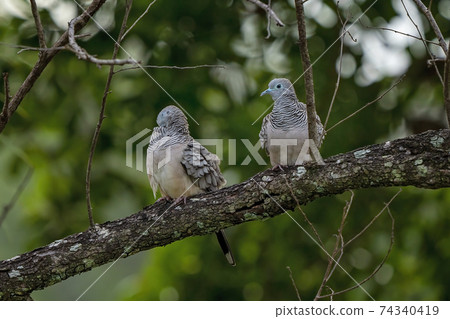 Spotted Turtle Doves 74340419