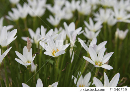 公園裡盛開著白色的西風花。學名是Zephyranthes candida。 74340739