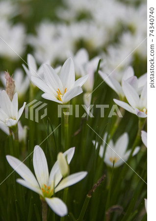 公園裡盛開著白色的西風花。學名是Zephyranthes candida。 74340740