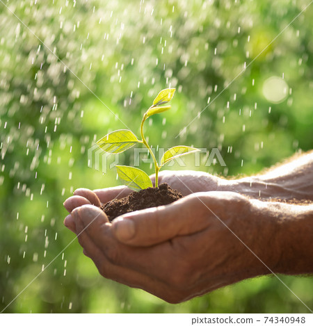 Senior man holding young green plant in hands 74340948