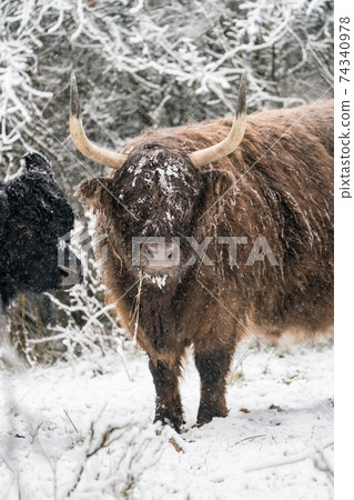 Near the forest stay a Galloway 74340978