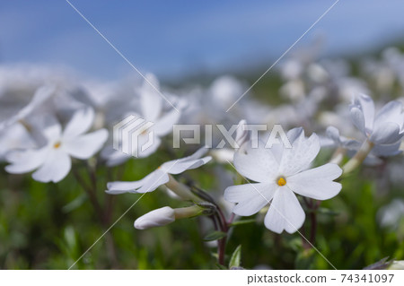 Up of white moss phlox in the spring sun 74341097