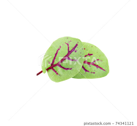 red sorrel leaves isolated on white background 74341121