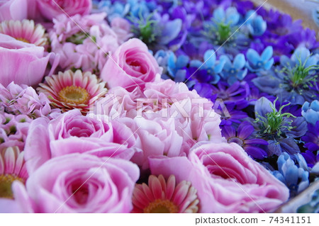 Brilliant flowers Brilliant flowers 74341151