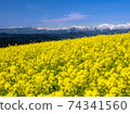 油菜田和北阿爾卑斯山的一側 74341560