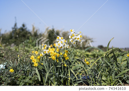 Narcissus flowers blooming on the bank of Miura radish field in Kanagawa prefecture Narcissus flowers blooming on the bank of Miura radish field in Kanagawa prefecture 74341610