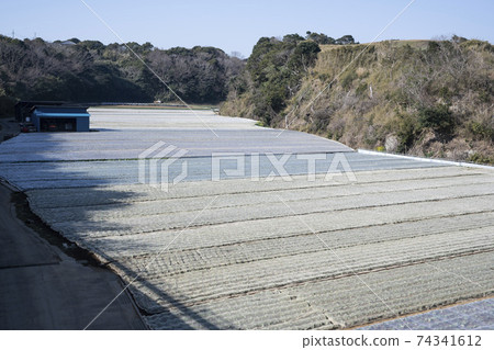 Scenery of Miura radish field in Kanagawa prefecture 74341612