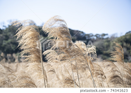 神奈川縣三浦市惠那灣吉原（蘆原）風景 74341623