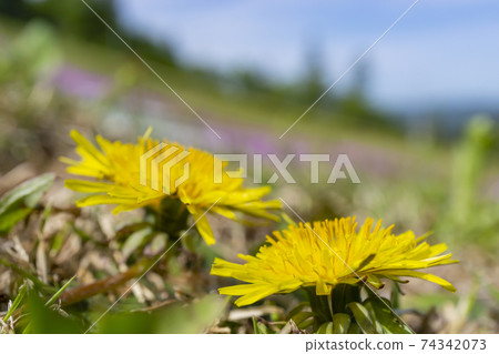 Up of dandelion flowers blooming against the background of colorful moss phlox Up of dandelion flowers blooming against the background of colorful moss phlox 74342073