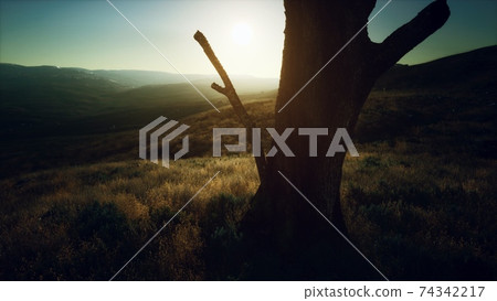 old tree stump trunk on the hill at sunset 74342217