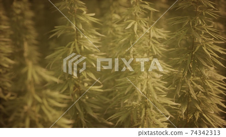 Field of green medial cannabis Field of green medial cannabis 74342313