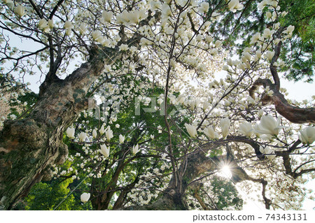 White magnolia covering the sky: Izumo City, Shimane Prefecture 74343131